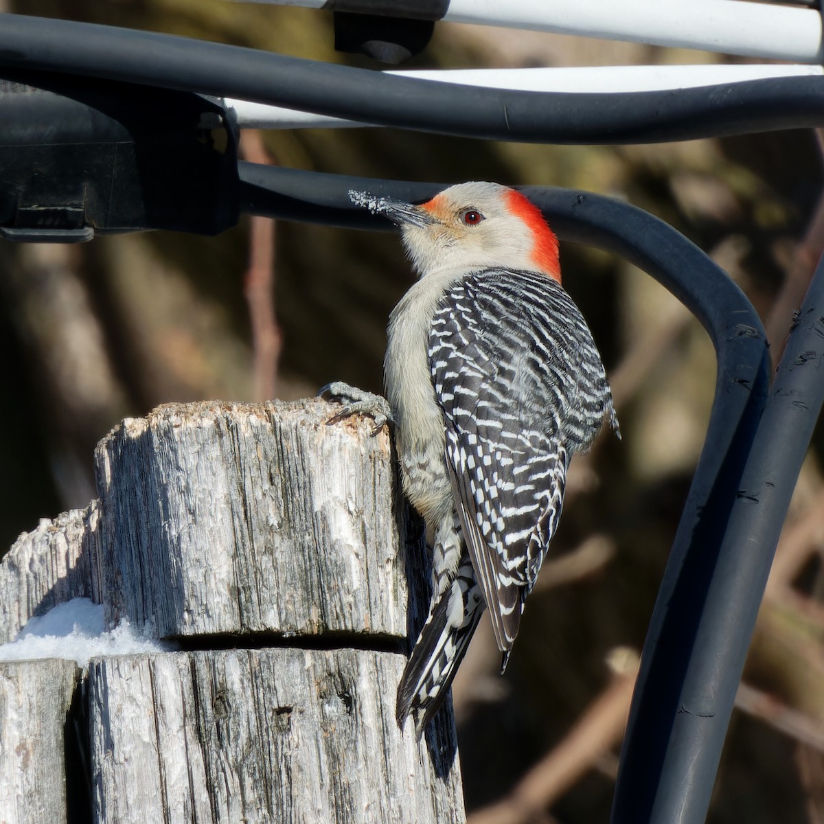 Red-bellied Woodpecker - ML645530413