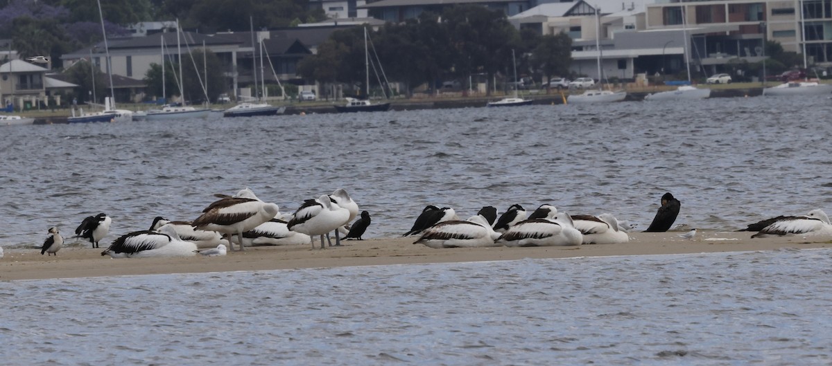 Kormoran - ML645530424