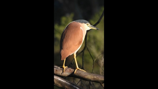 Квак каледонський - ML645530425