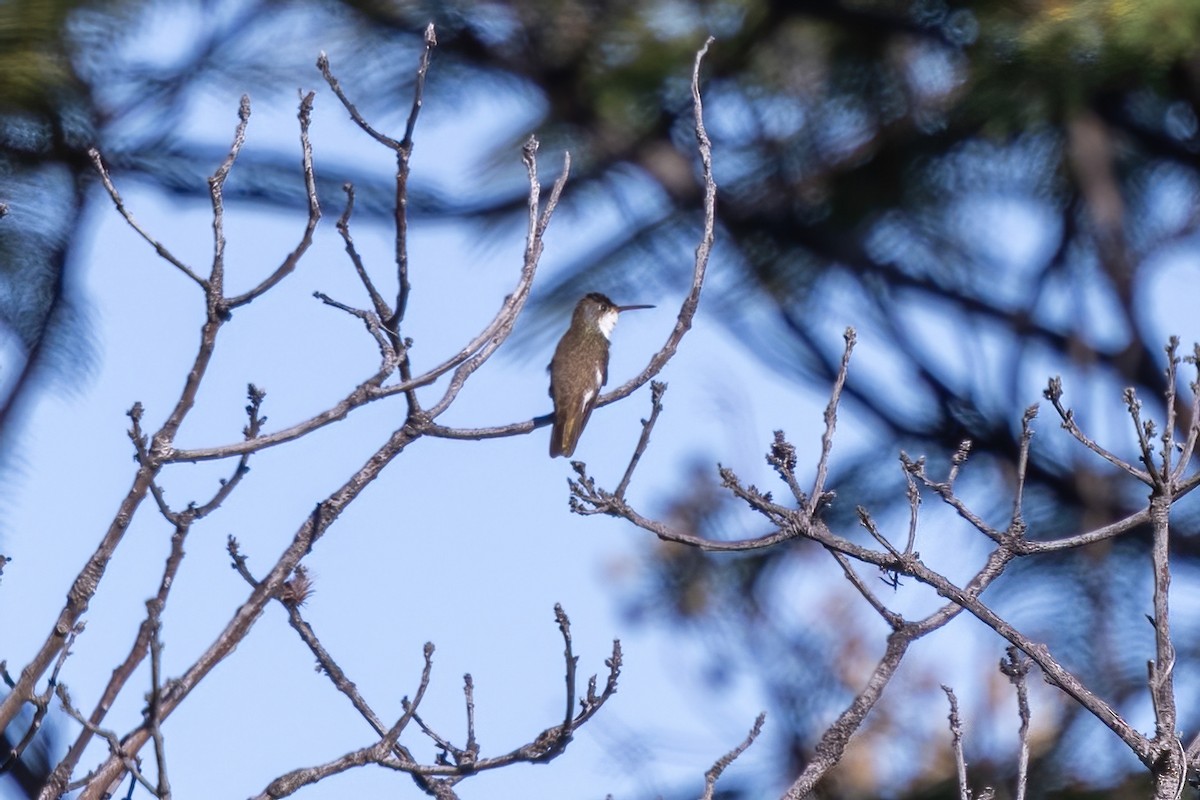 Violet-crowned Hummingbird - ML645530427
