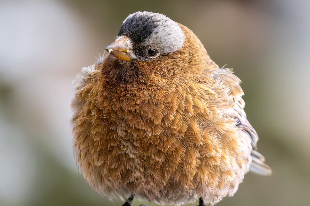 Gray-crowned Rosy-Finch - ML645530446