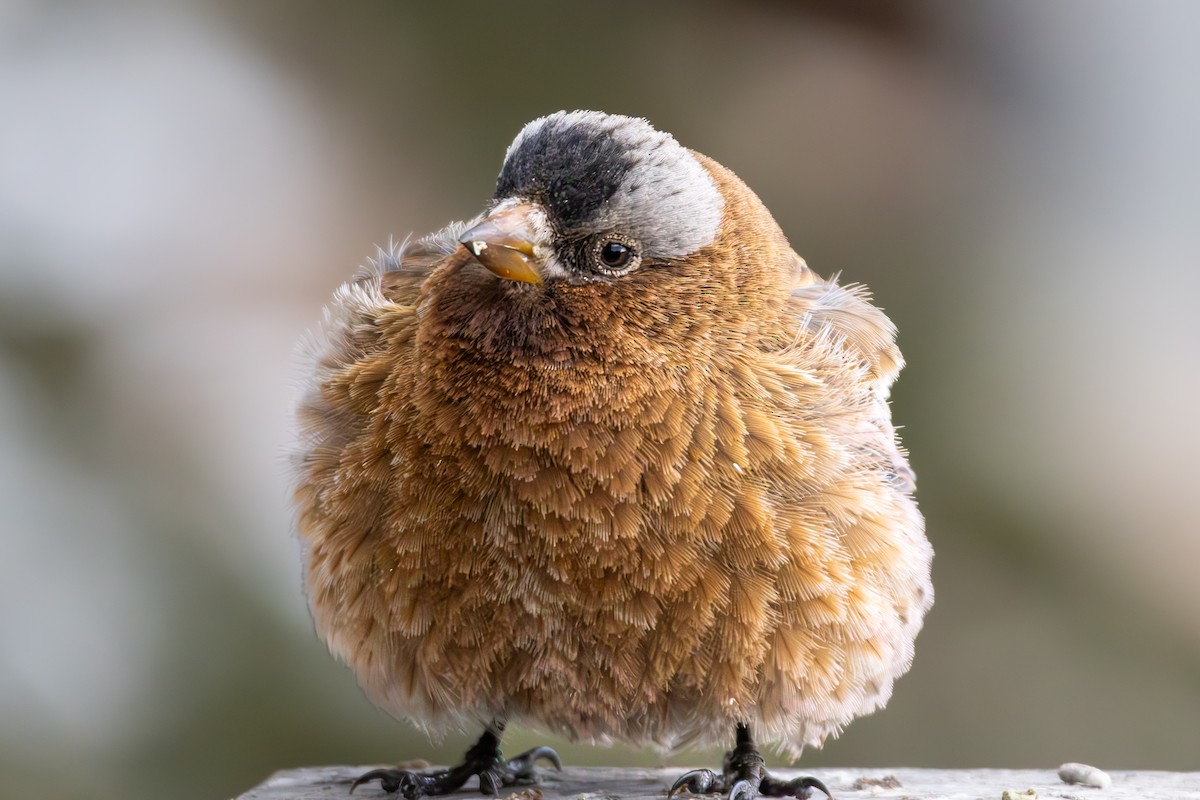 Gray-crowned Rosy-Finch - ML645530447
