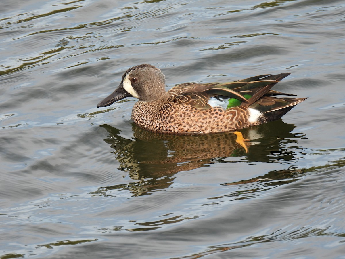 ミカヅキシマアジ - ML645530450