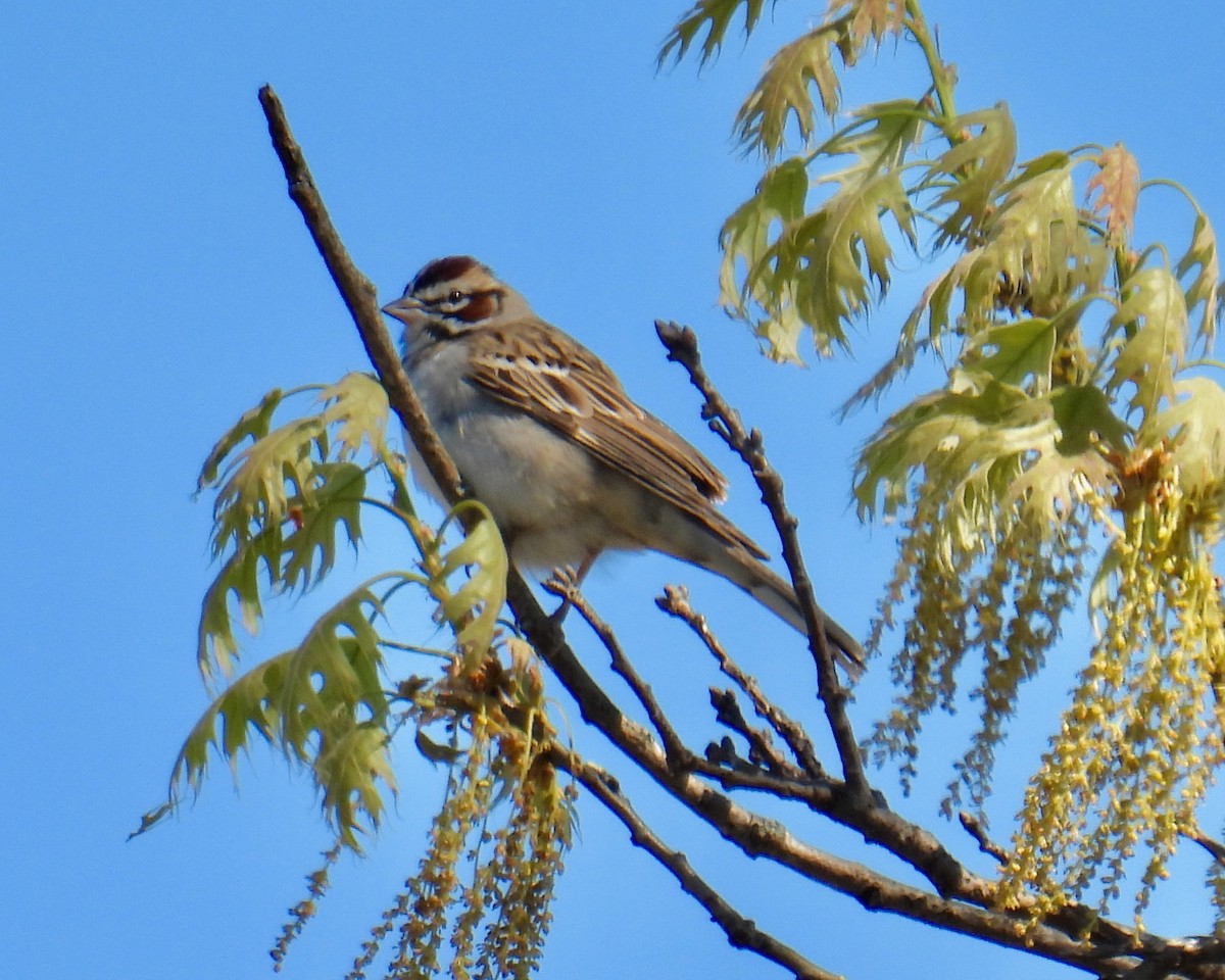 Lark Sparrow - ML645530452