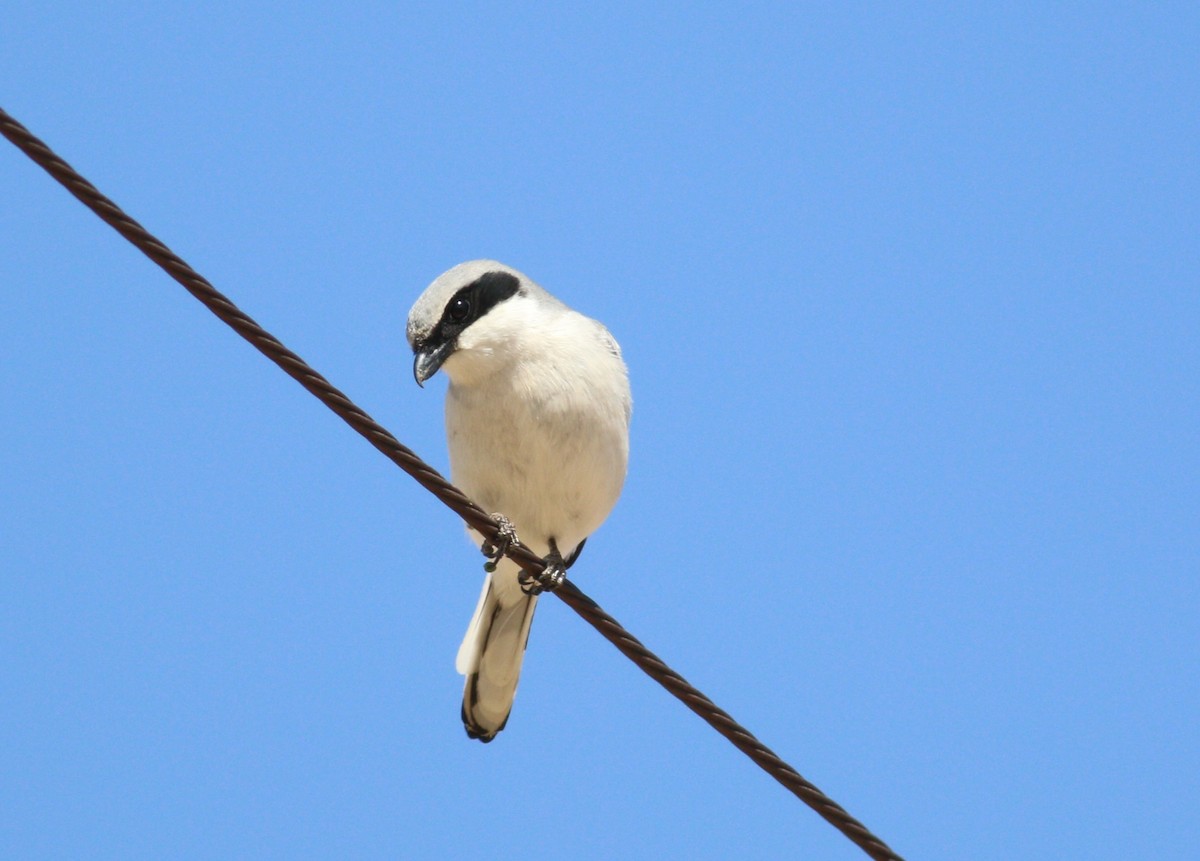 Loggerhead Shrike - ML645530455