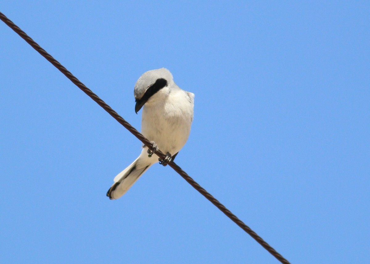 Loggerhead Shrike - ML645530456