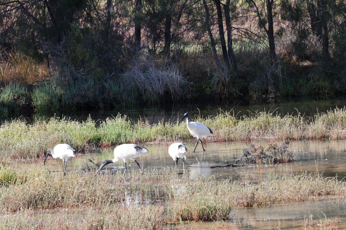 Australibis - ML645530469