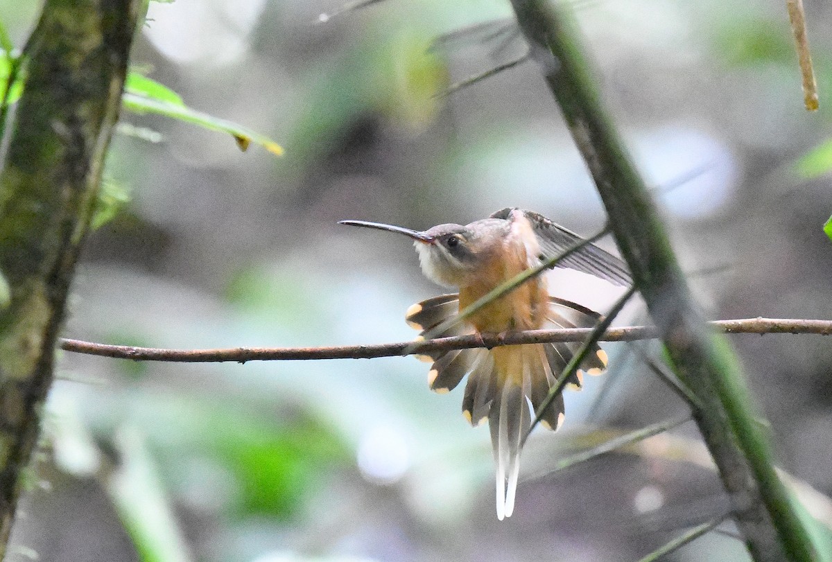 kolibřík olivohřbetý - ML645530485