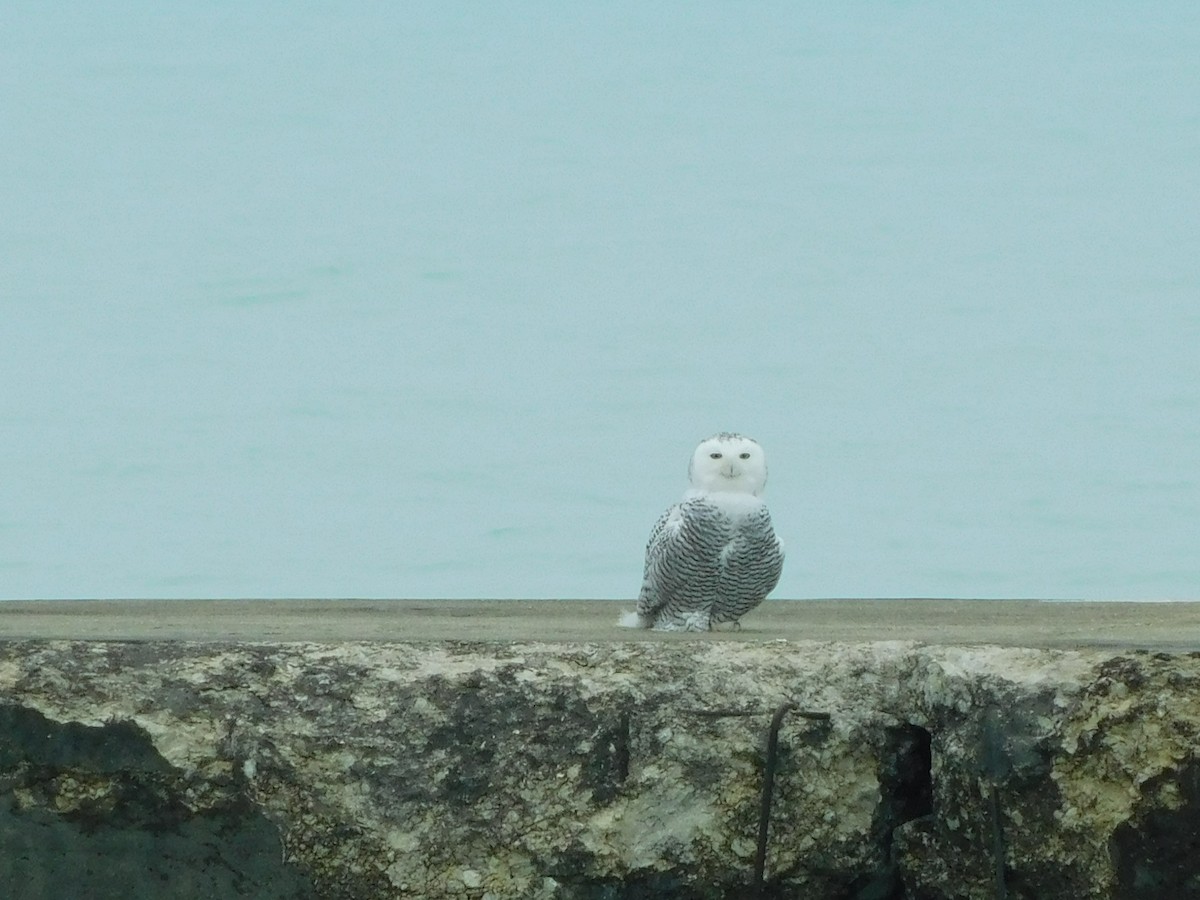 Snowy Owl - ML645530489