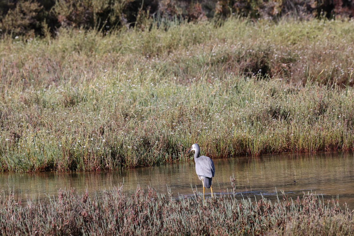 Weißwangenreiher - ML645530495
