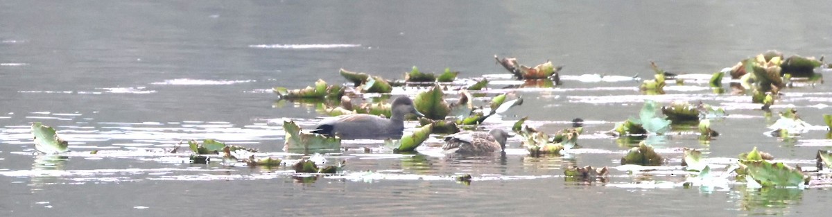 Серая утка - ML645530509