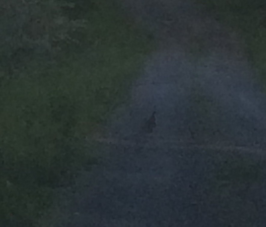 Орябок американський - ML645530512