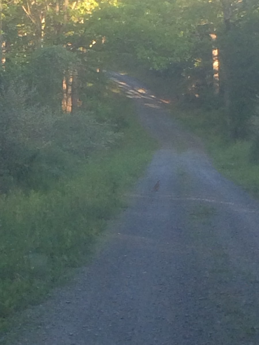 Орябок американський - ML645530513