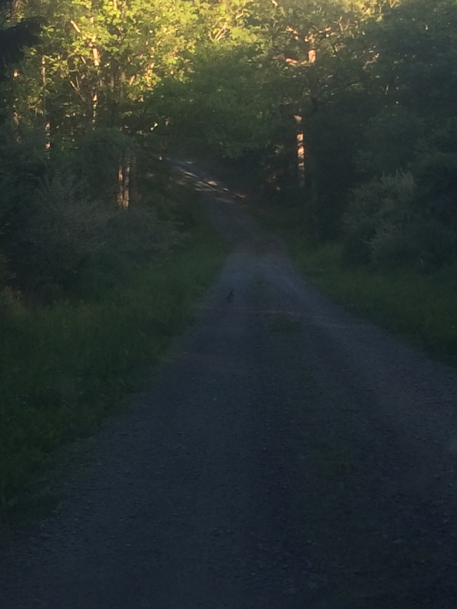 Орябок американський - ML645530514