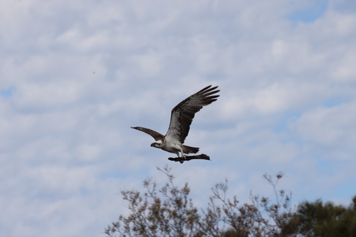 Fischadler - ML645530521