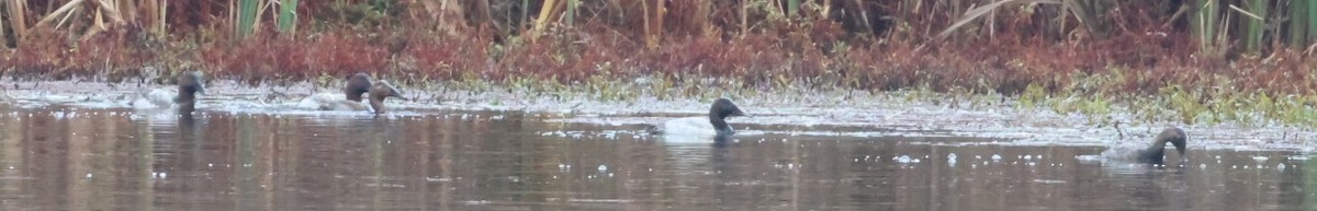 Murgilari bizkarzuria - ML645530522