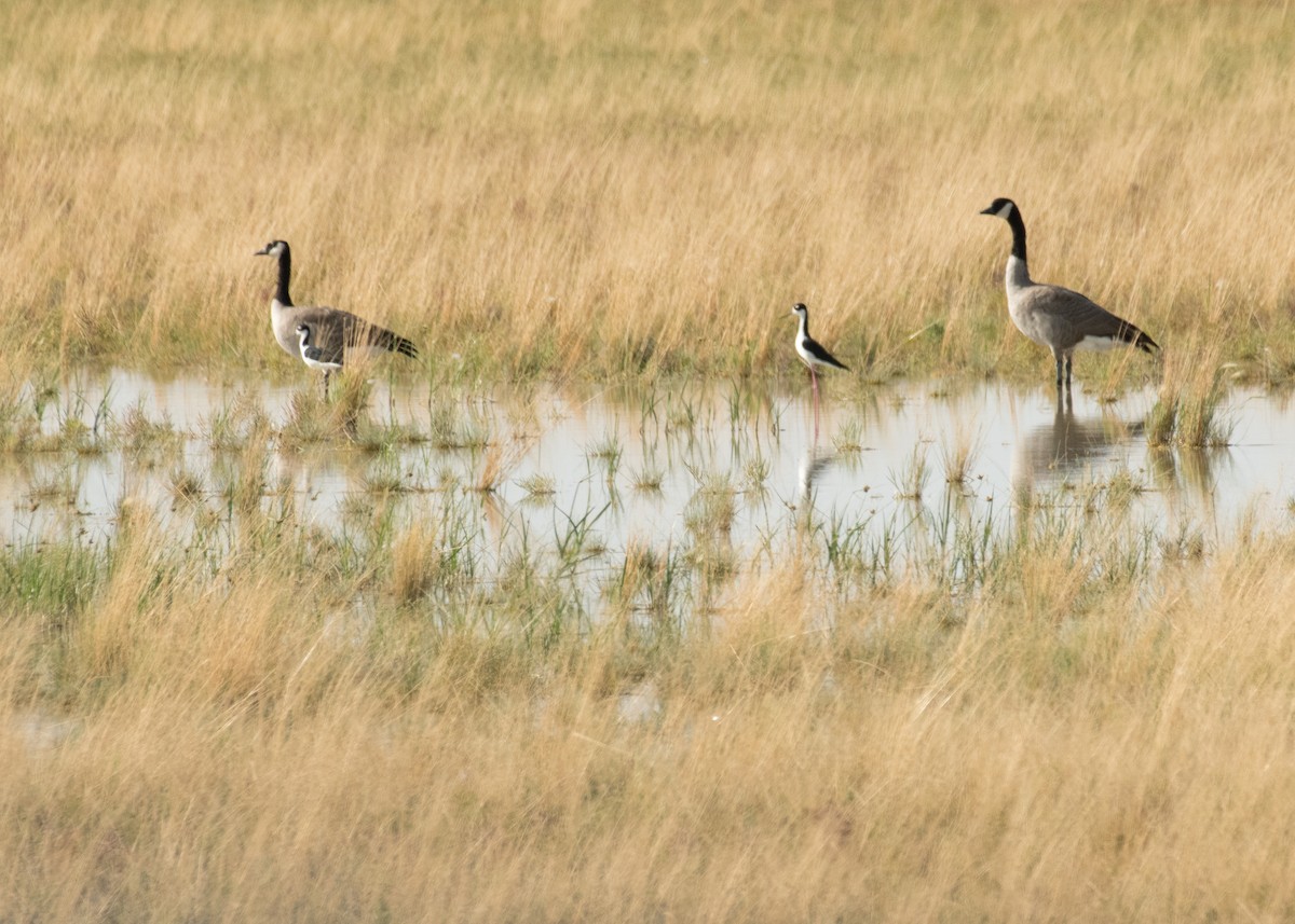 Canada Goose - ML645530523