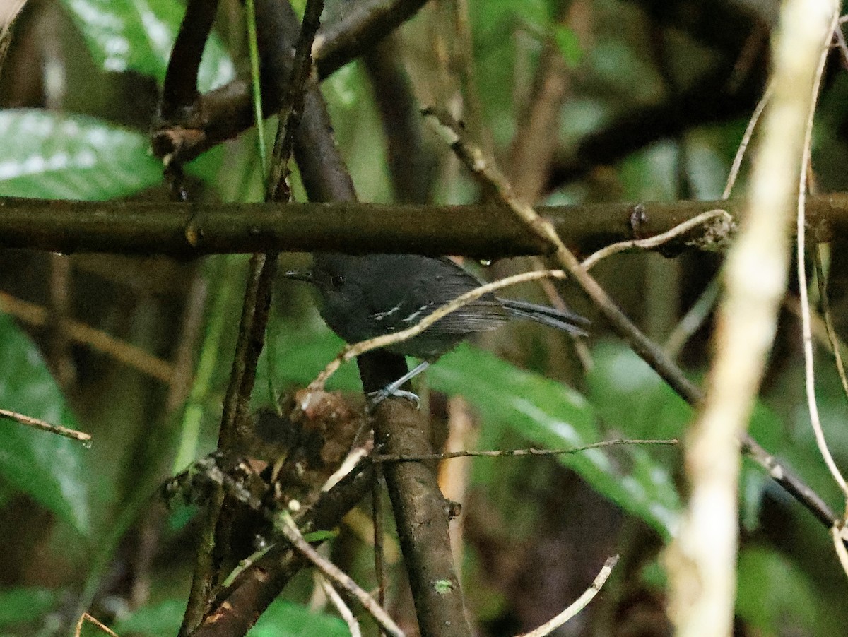 Grisin sombre - ML645530525