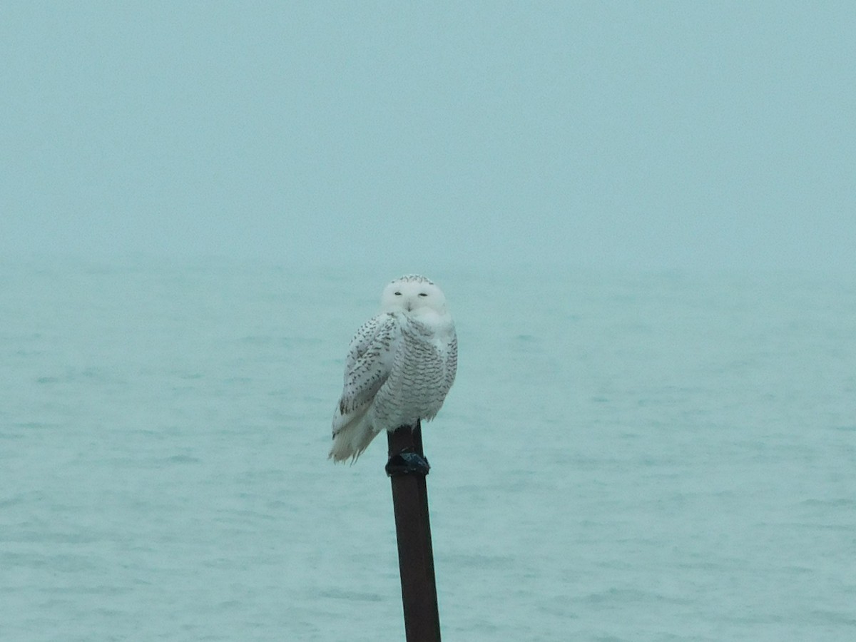 Snowy Owl - ML645530527