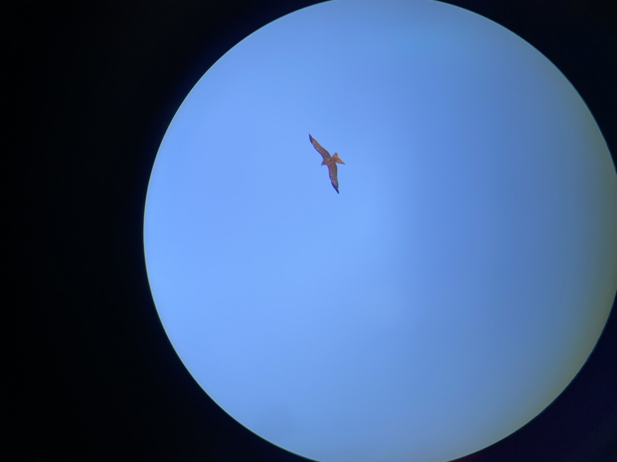 Black Kite - ML645530531