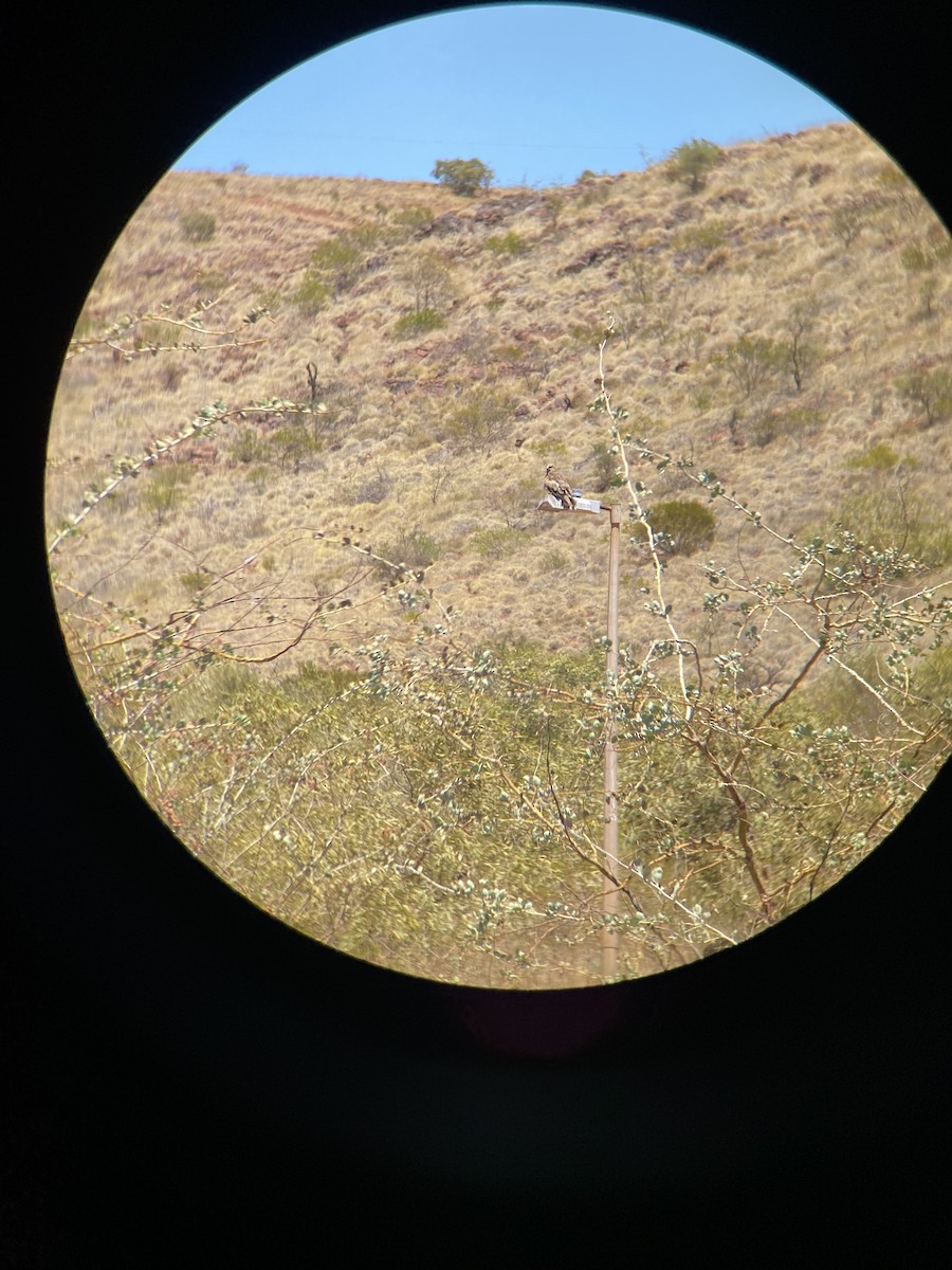 Black Kite - ML645530532