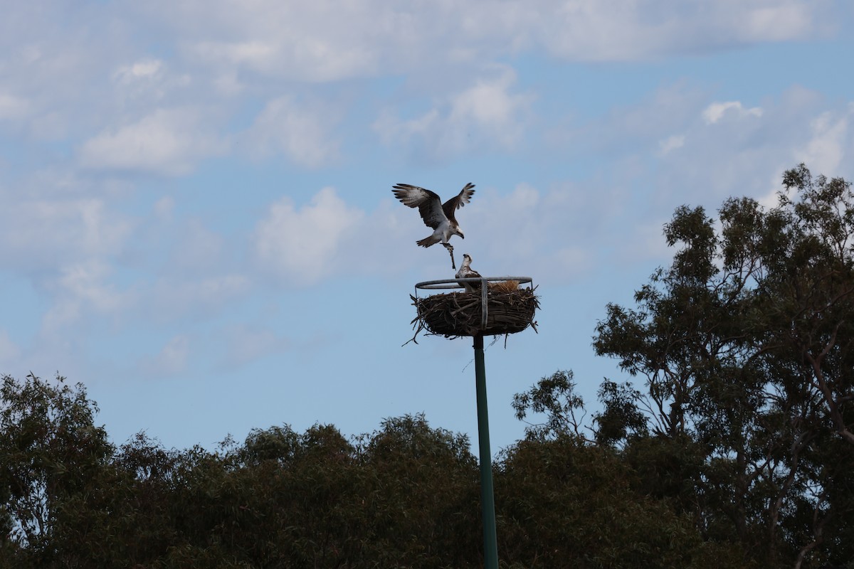 Fischadler - ML645530536