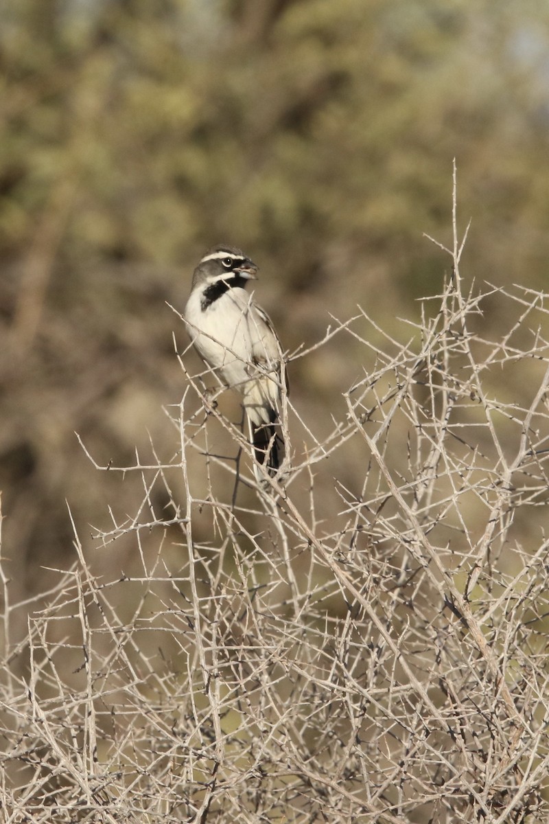 Black-throated Sparrow - ML645530570