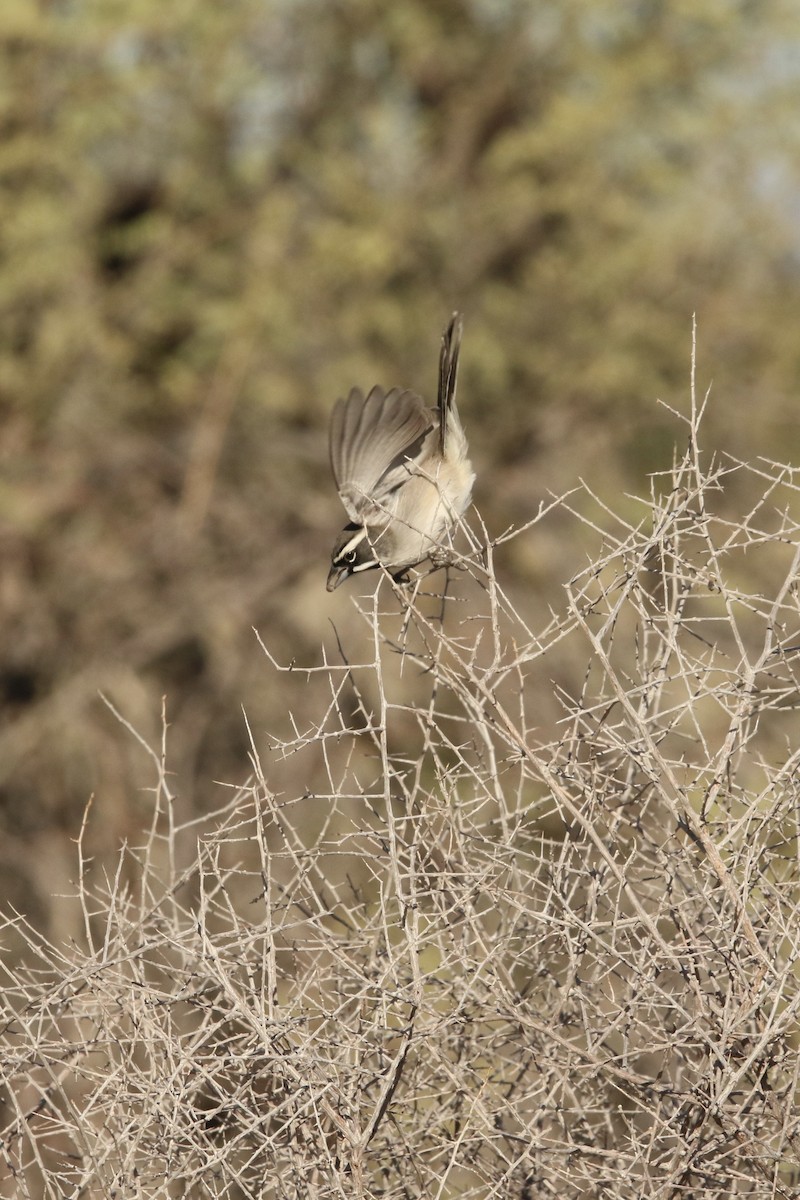 Black-throated Sparrow - ML645530571
