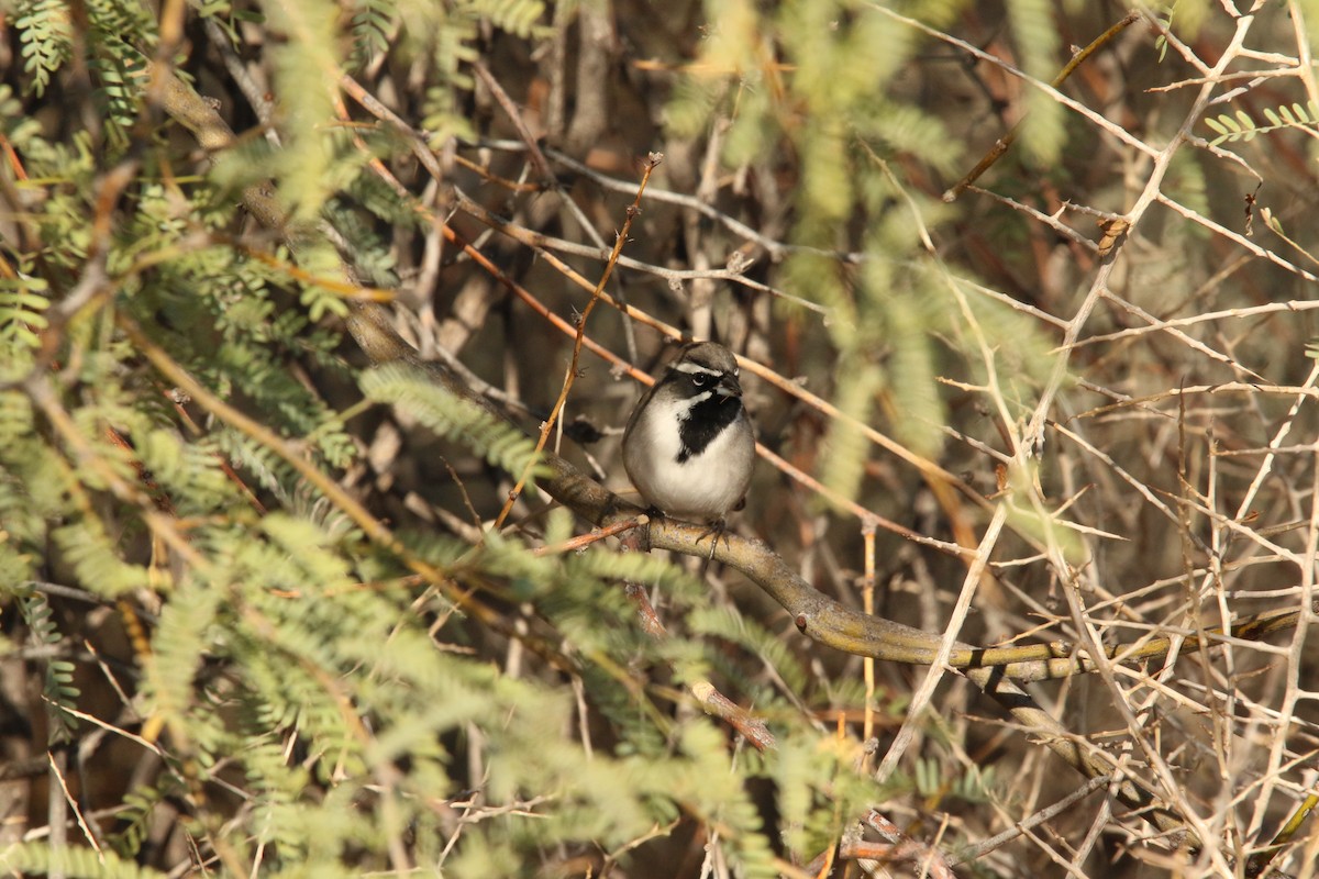 Black-throated Sparrow - ML645530573