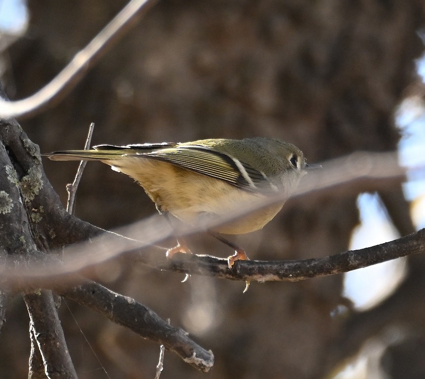 Ruby-crowned Kinglet - ML645530574