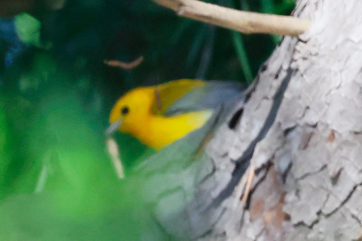 Prothonotary Warbler - ML645530579