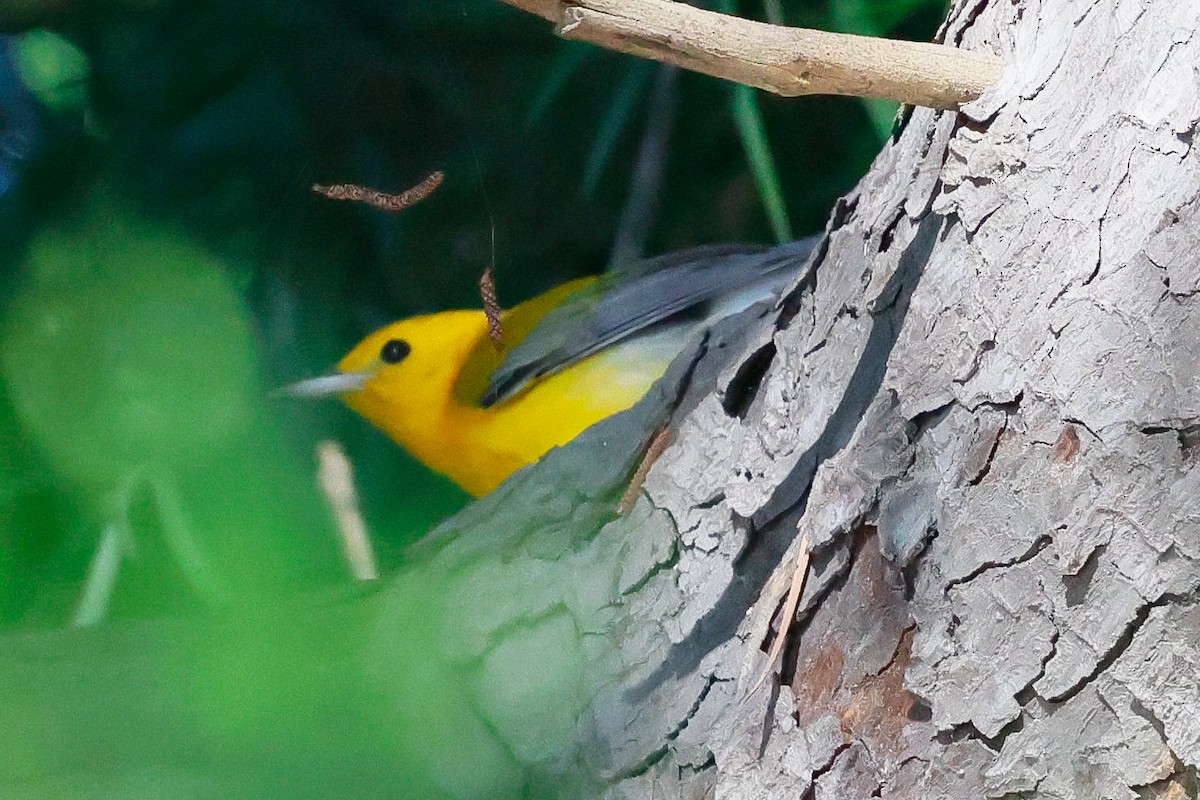 Prothonotary Warbler - ML645530580