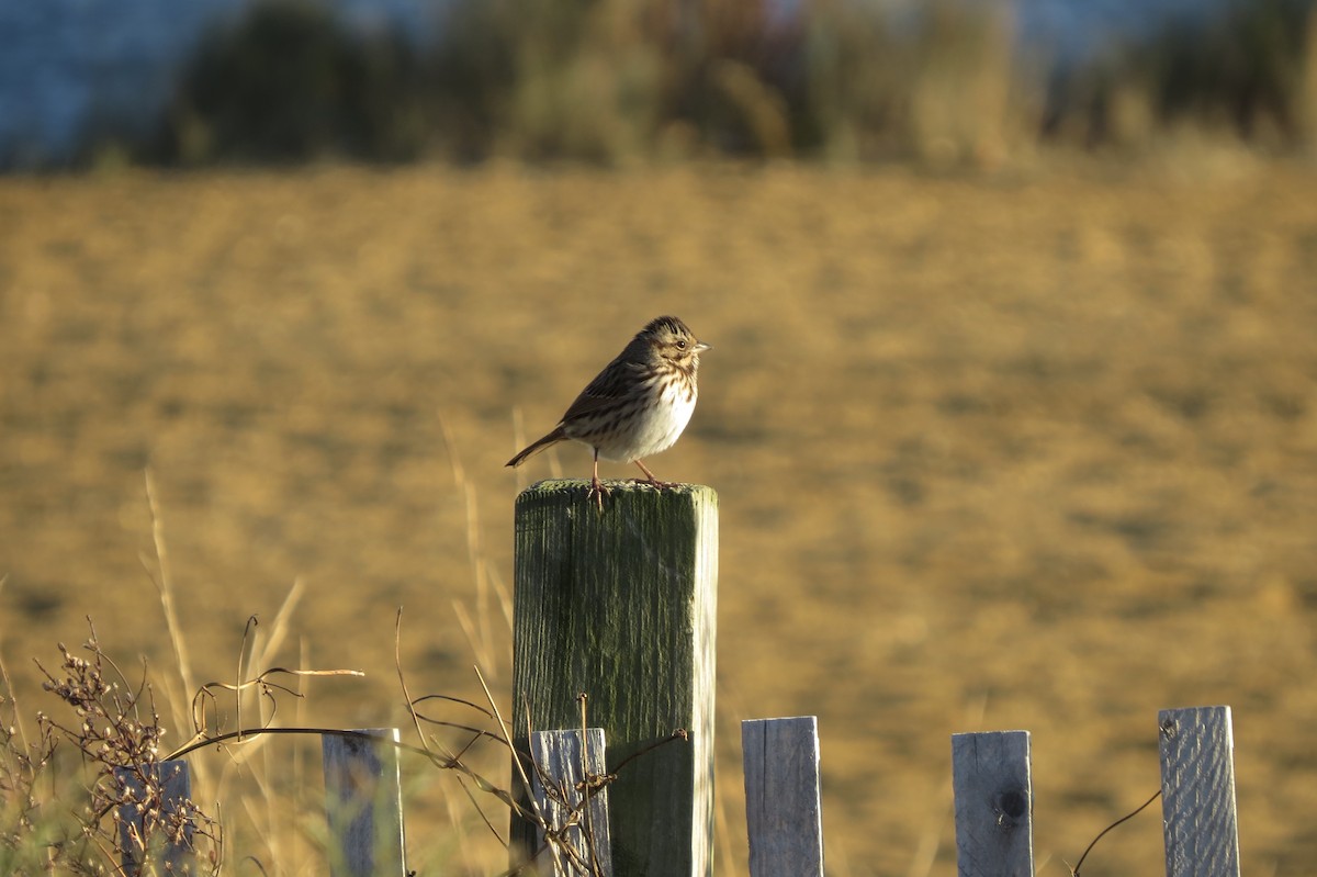 Song Sparrow - ML645530584