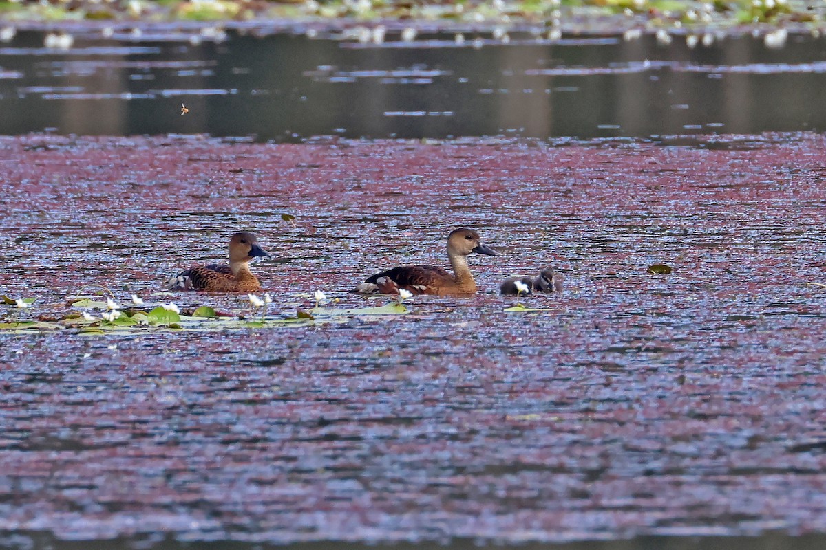 Wandering Whistling-Duck - ML645530591
