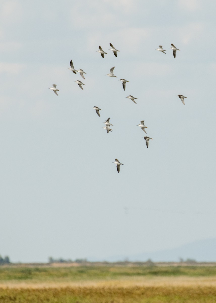 lyskonoh dlouhozobý - ML645530593