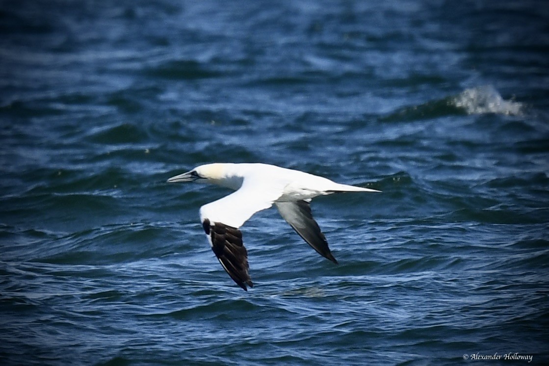 Northern Gannet - ML645530601