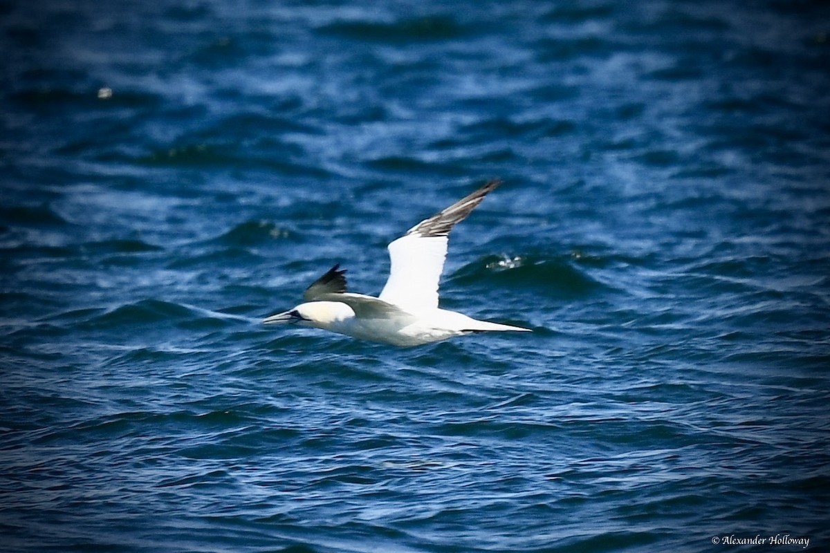 Northern Gannet - ML645530602
