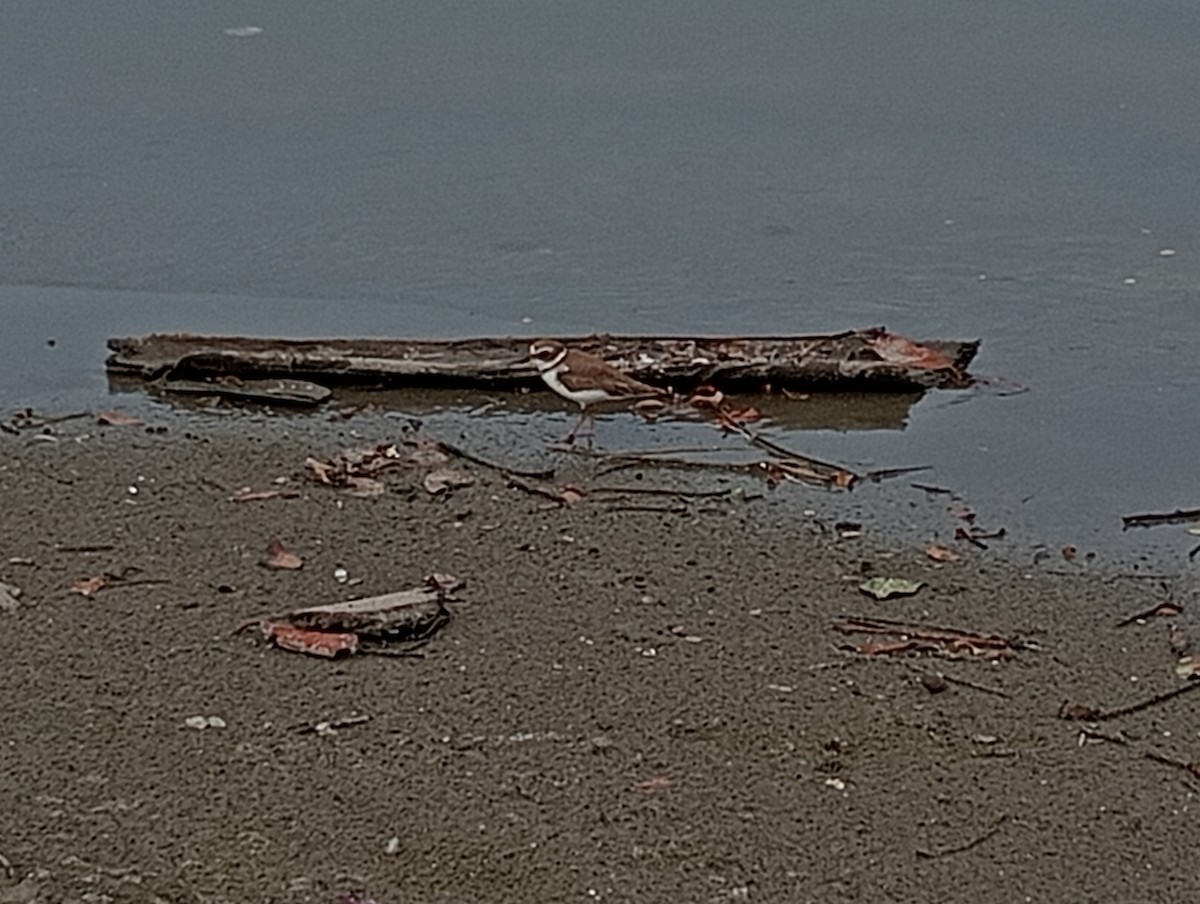 Collared Plover - ML645530612