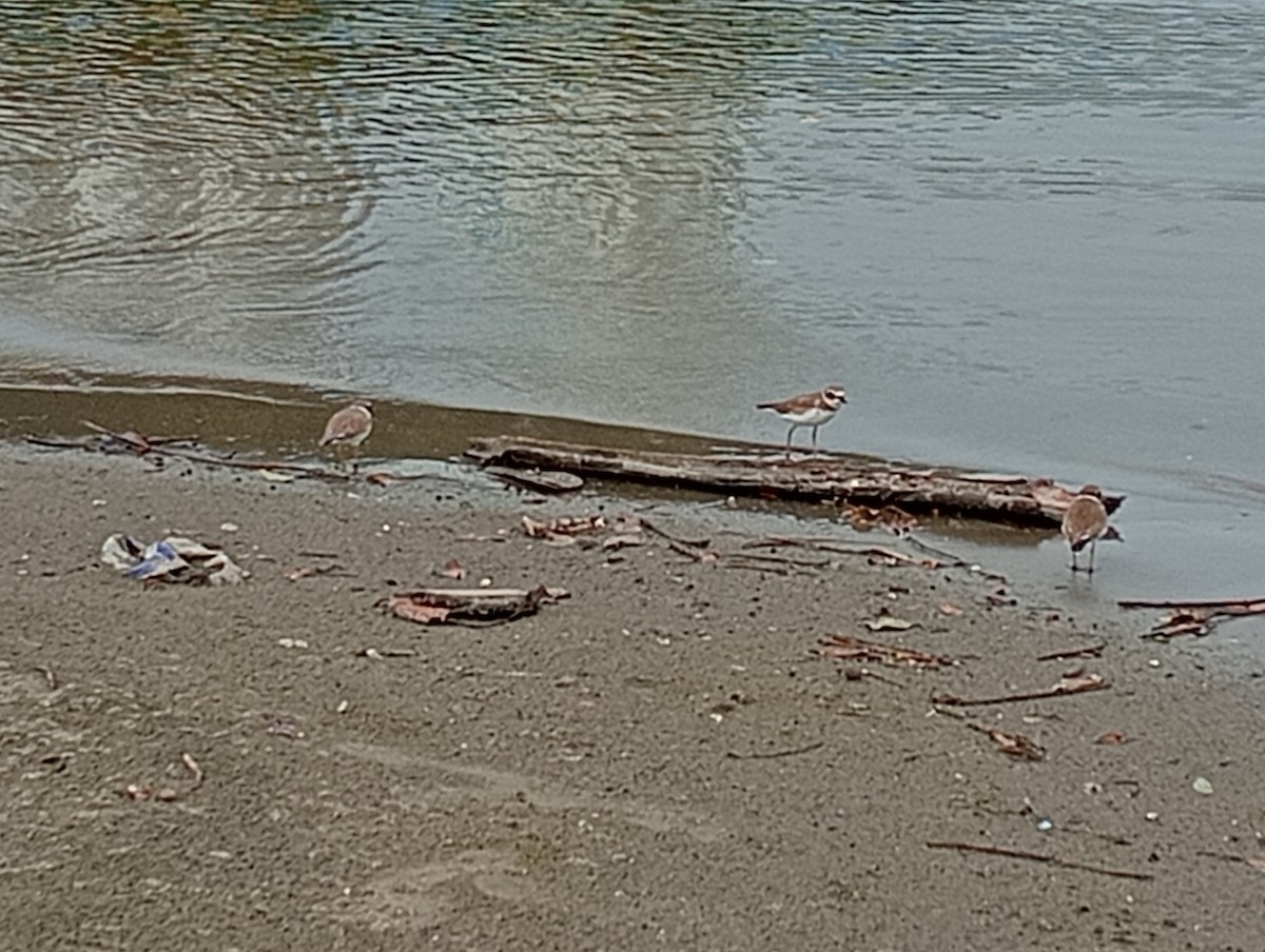 Collared Plover - ML645530613