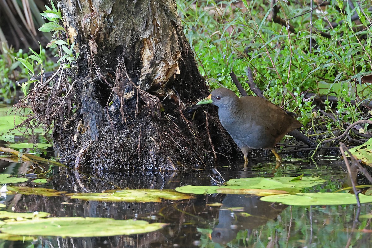 Pale-vented Bush-hen - ML645530640