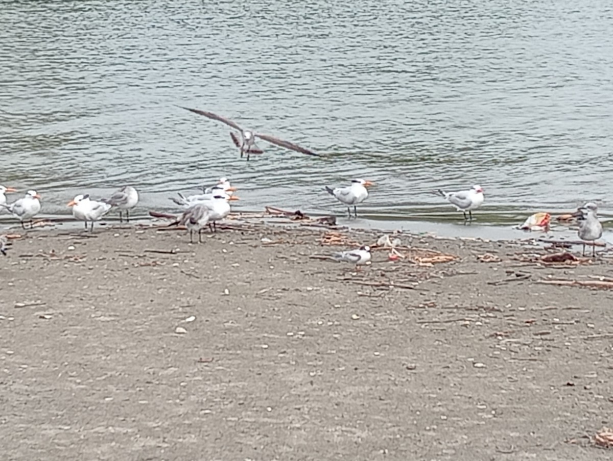 ワライカモメ - ML645530642