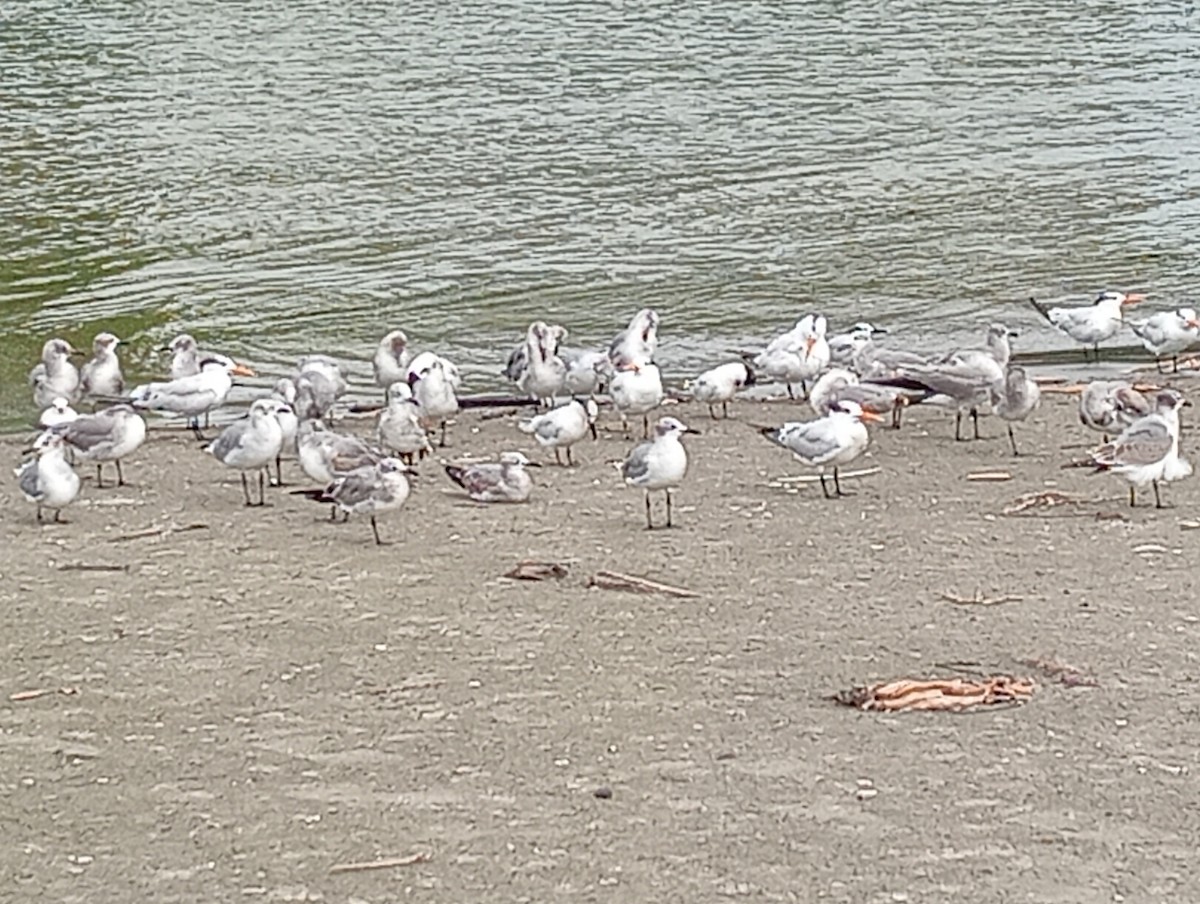 ワライカモメ - ML645530643