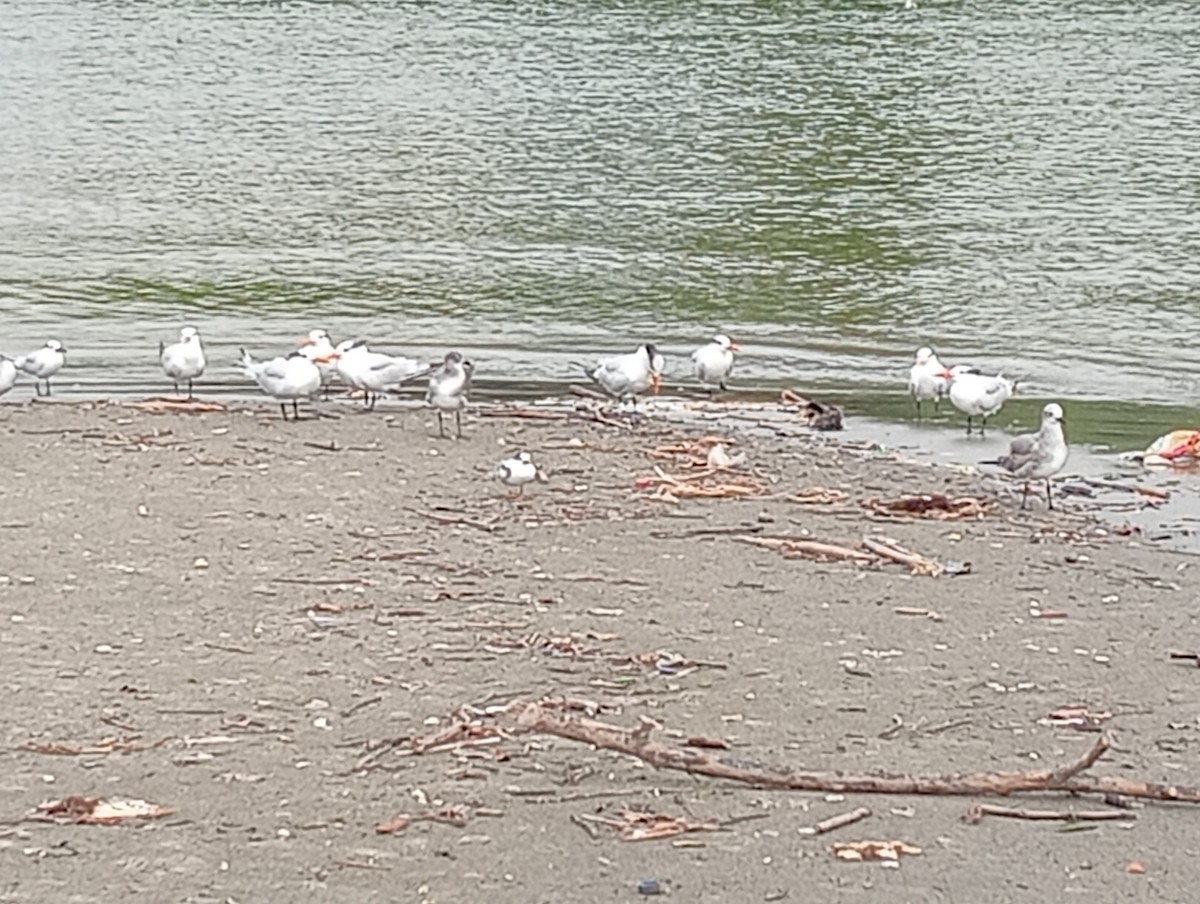 ワライカモメ - ML645530645