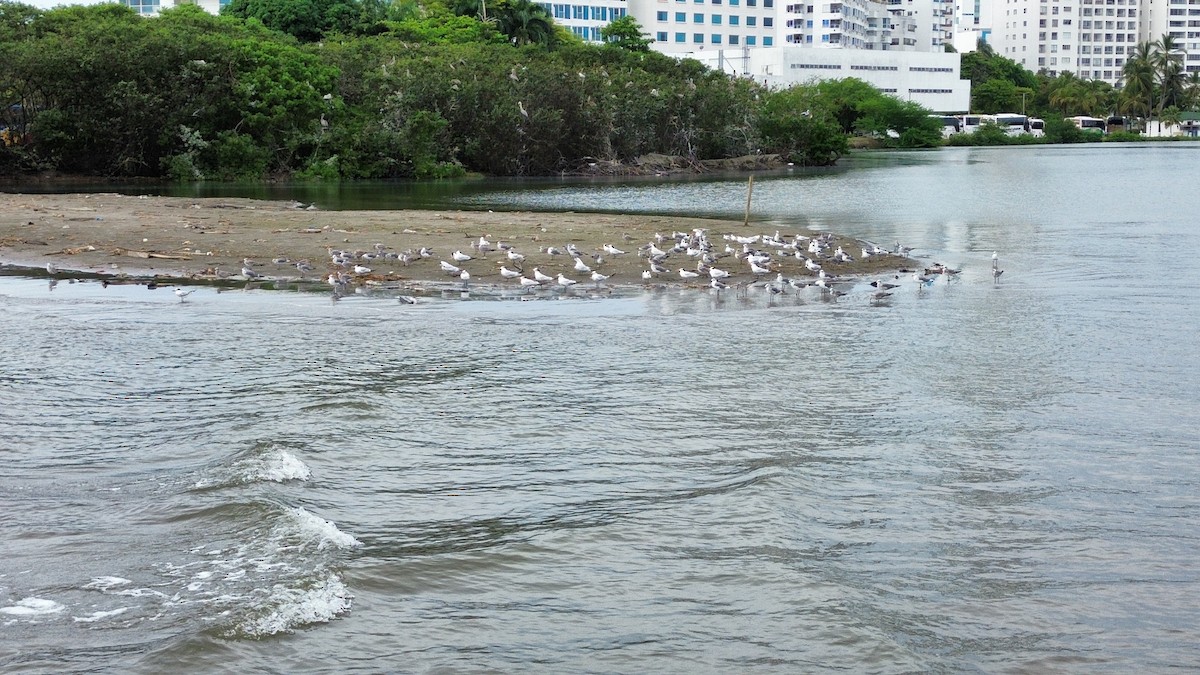 ワライカモメ - ML645530646