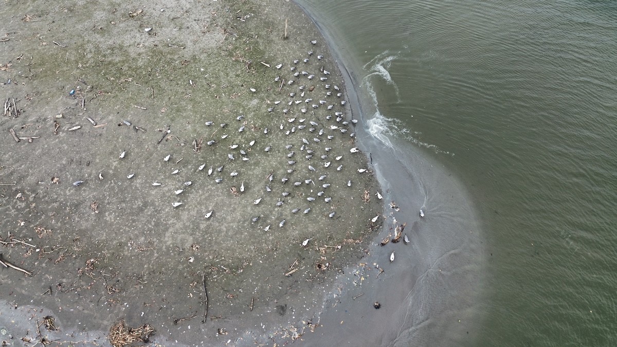 ワライカモメ - ML645530647