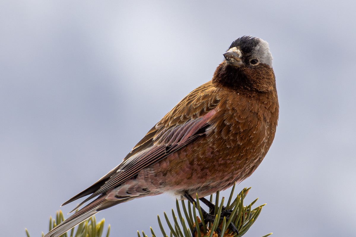 Gray-crowned Rosy-Finch - ML645530655