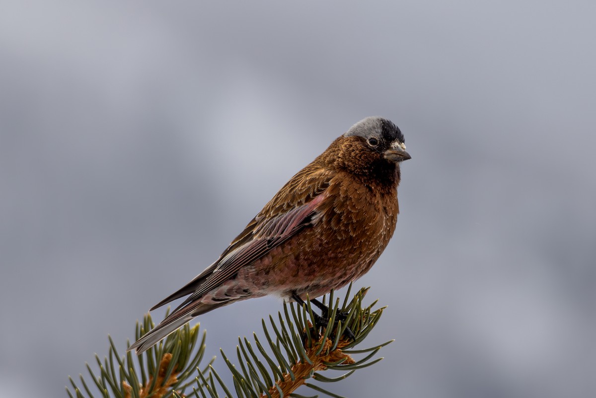 Gray-crowned Rosy-Finch - ML645530656