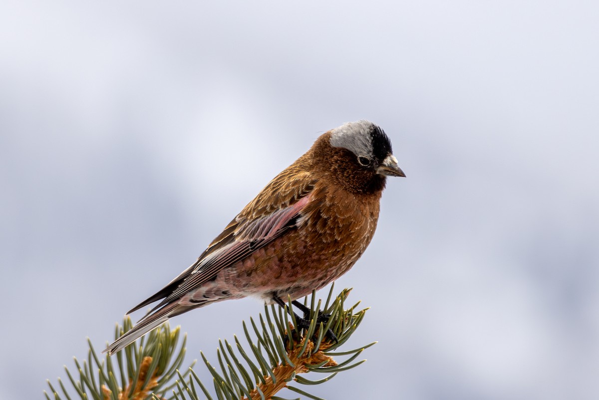 Gray-crowned Rosy-Finch - ML645530657