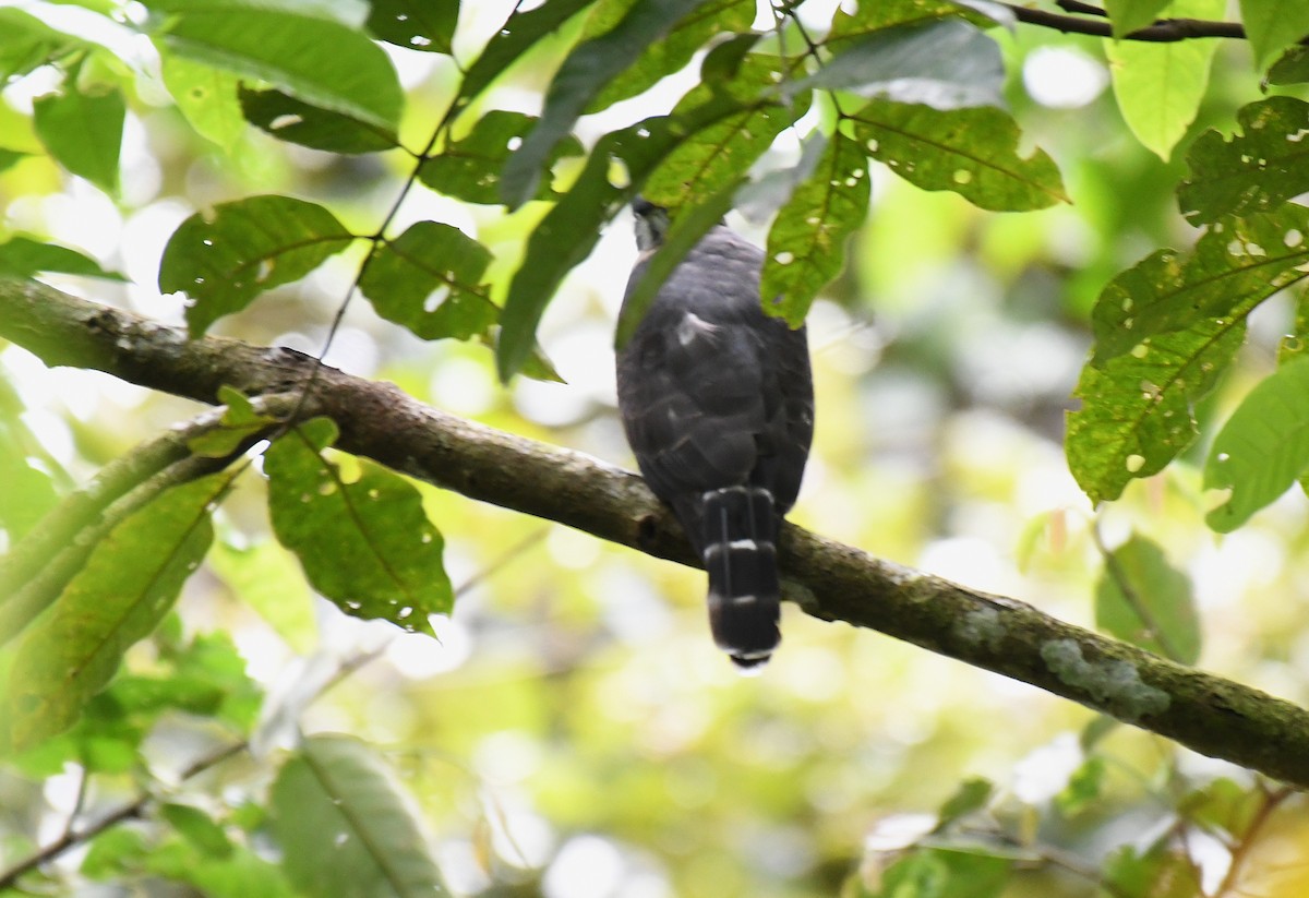 Double-toothed Kite - ML645530658