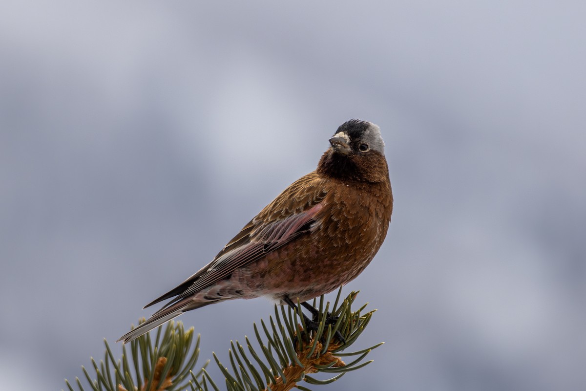Gray-crowned Rosy-Finch - ML645530659
